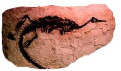 Mesosaurus brasilensis